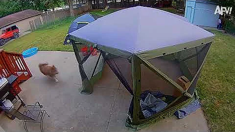 Caught in 4K 😆 Best Security Camera Fails of 2024