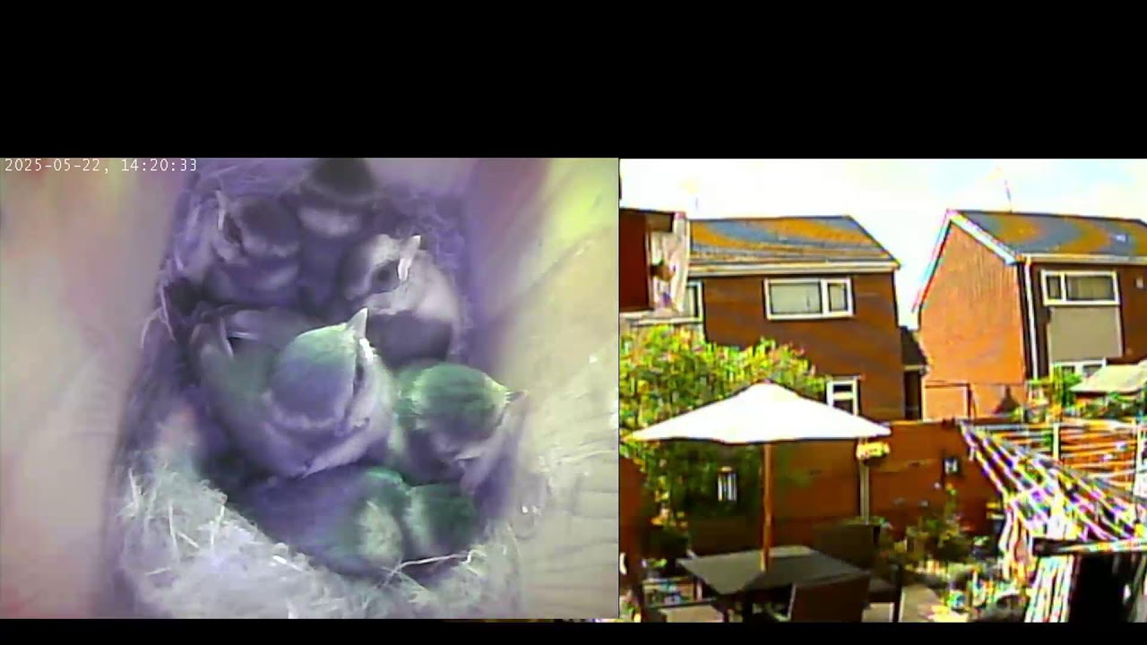 Blue Tit nest box live