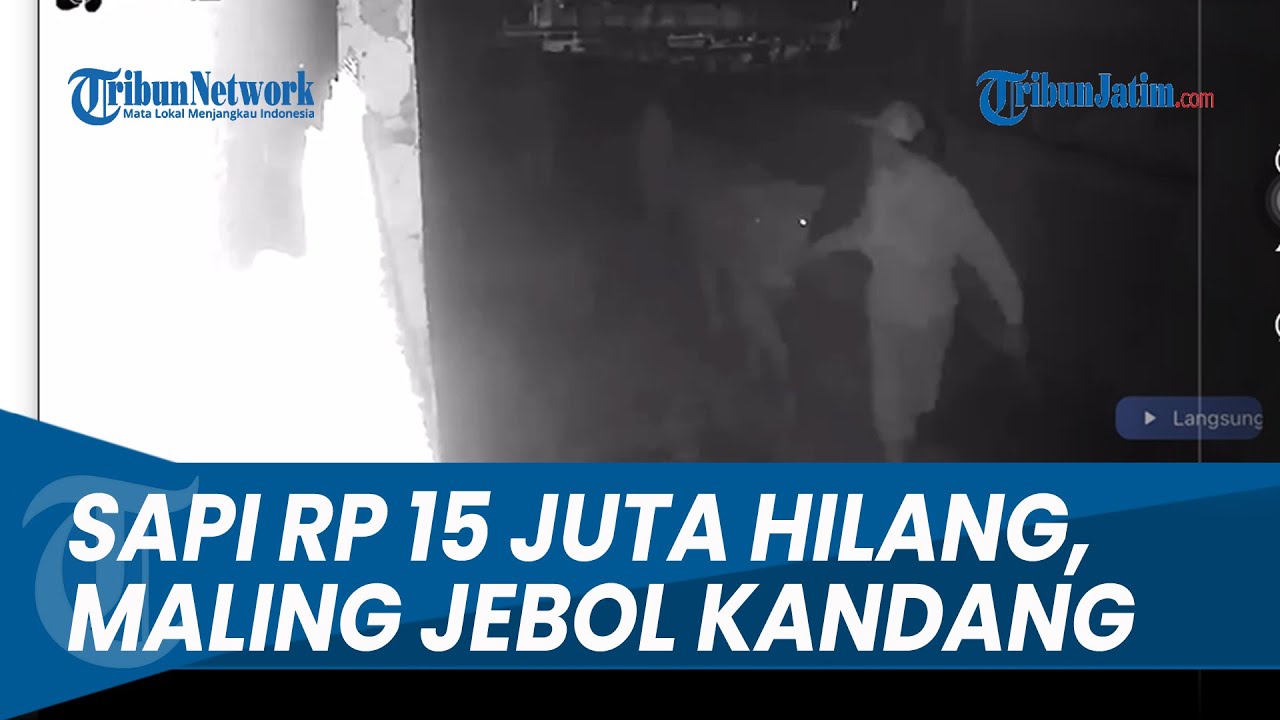 Sapi Rp 15 Juta Hilang di Probolinggo, Maling Jebol Kandang