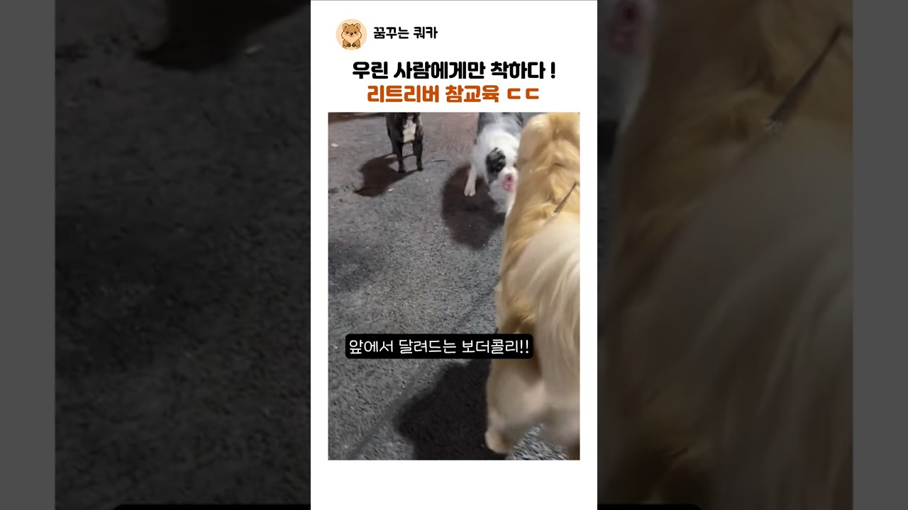 우린 사람에게만 착하다! 리트리버 참교육 ㄷㄷ