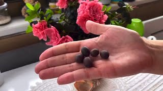 Lotus (Nilüfer) çiçeği yetiştirme | Grow Lotus is house from seeds | Bahçe çiçekleri | Sky garden 🪷 