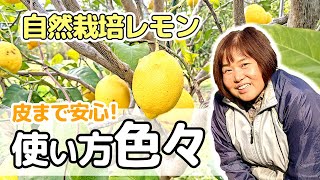 自然栽培もぎたてレモン皮のオイル100パーセント！残りわずか‼️ 自然栽培もぎたてレモン皮のオイル100パーセント！残りわずか