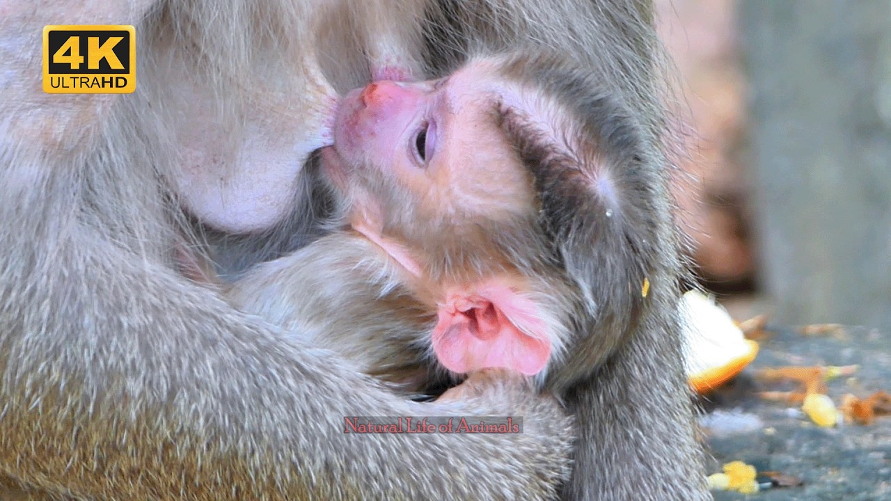 Congratulations Libby Baby Monkey Nursing Tenderly With Mother | Natural Life of Animals