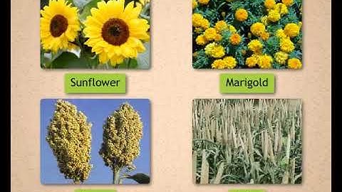 Classification of Living Things : SundaramEclass Science concepts (5-6 grade)