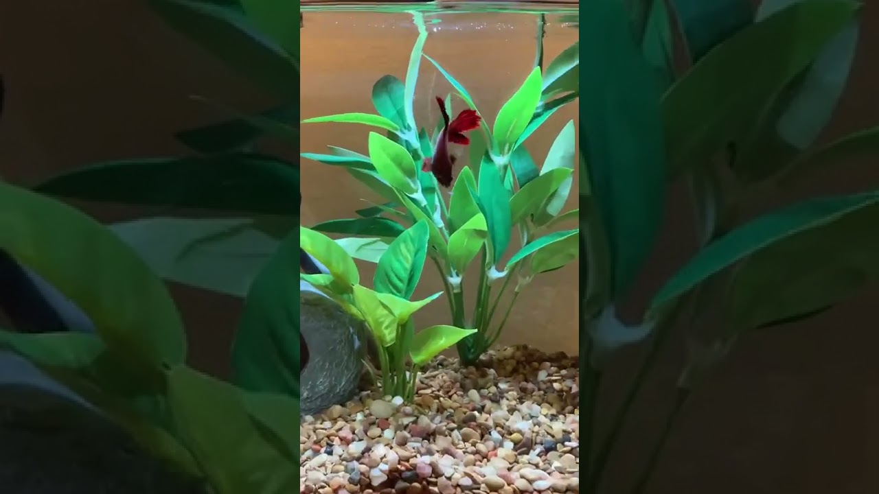 Halfmoon female betta eating Brine shrimp!