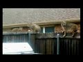 Bobcat jumps into backyard, kills dog