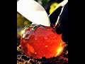 Relaxing Glass Tomato 🍅 Cut 🔪| Liquid Flow ASMR |AI glass fruit | #asmr #relaxing #viralshort