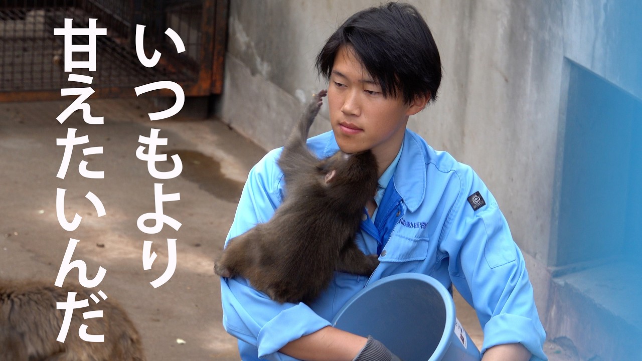 Punch the monkey wants to be spoiled even more than usual by his