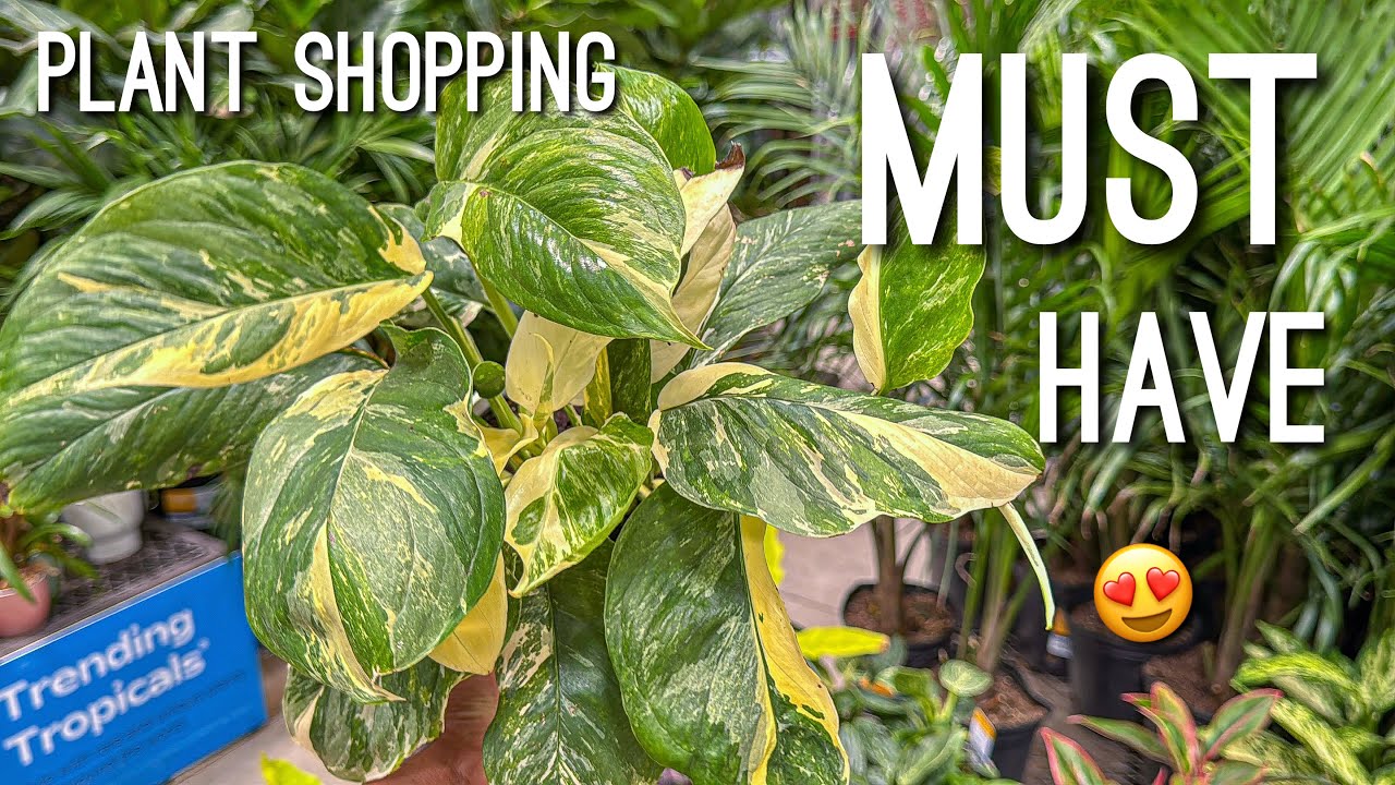 Monstera Lechieriana Albo Costa Farms Trending Tropicals NEW Big Box Store Plant! Plant Shopping!