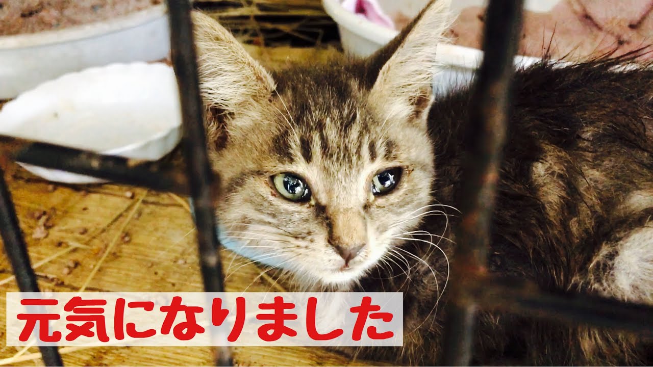 野良猫 なつか ない