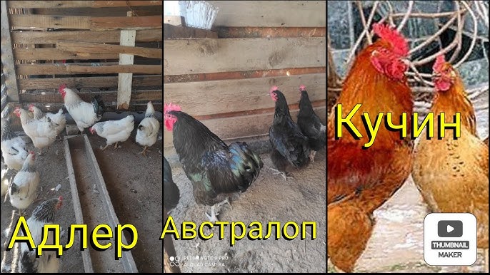 Смотреть онлайн секс және сперму в қынап без регистрации.