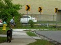 Doberman Vs Mailman