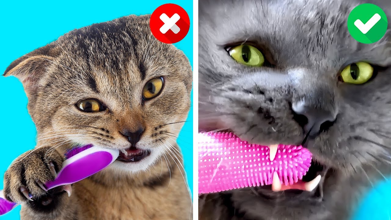 ME VS. MY CAT | SUPER CUTE PET HACKS AND GADGETS TO AMAZE YOUR DOGS AND CATS