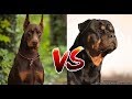 Rottweiler Vs Doberman