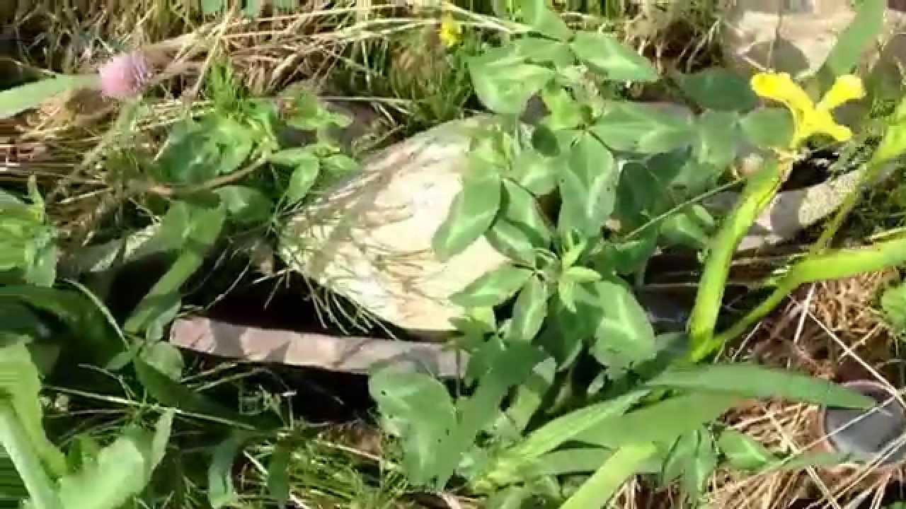 why spacing plants is important. do you like this twlk? become a patron 