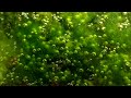 Thermophilic Algae Producing Oxygen -Photosynthesis