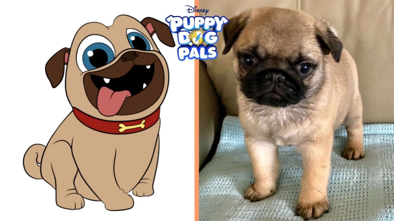 Puppy Dog Pals Characters In Real Life | Cute Puppies - YouTube