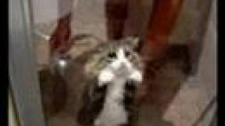 Funny Cats, Lol