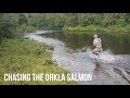 Chasing the Orkla salmon