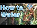 How to water your chameleon | Humidity, misting, and hydration