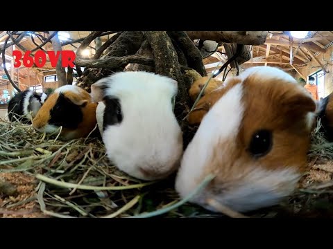 インコとモルモットのテレワーク的飼育体験vr Parrot Guinea Pig Zookeeper 360 Youtube