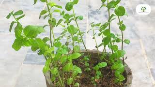 Freshen UP ( Mint Plant ) Care and Info | Made By Plant Care With Sahar