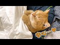 4日ぶりのパパにべったりくっついて寝る猫が可愛すぎる…!