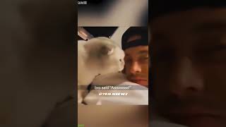 Tiny Cat Tries To Fly - Top Funny Omg