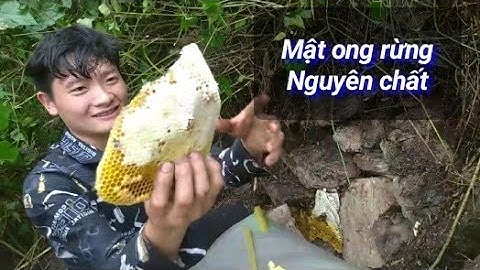 Mật ong rừng nguyên chất trai bản cách tìm và bắt