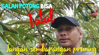 Careless Pruning Can Damage || Caring for Capri Durian Trees || BOLANG AGRO MALANG #kebundurian