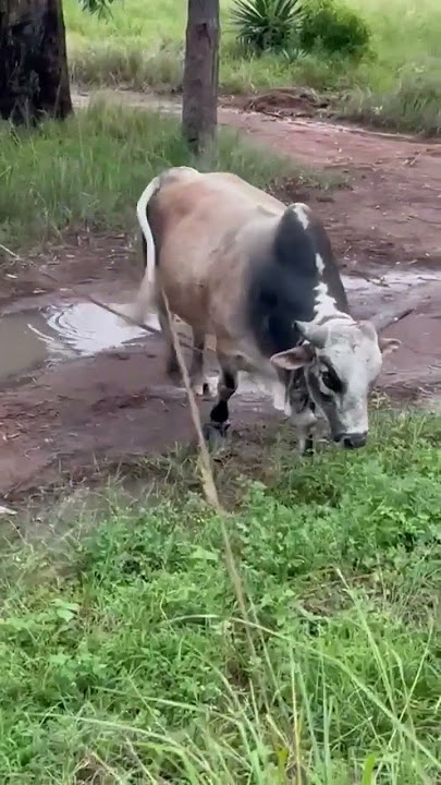slwane madoda #cow #cattleworld #animalfarming #bullfarm #cattlefarming #animals #farming