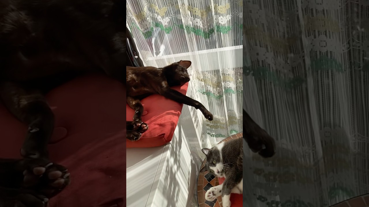 Дюша с Каем балдеют на солнышке🐈#cat #cute #chat #gatos #animals #funny #кот #funnycats #shorts