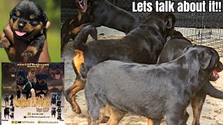 Dog breeding isn't simple like the old days