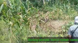 Cara Mudah pikat prenjak kepala merah liar pakai mp3 langsung nyaut masbro