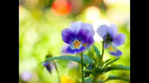 أجمل و أروع تلاوات الشيخ نايف الفيصل 🌾🌴🍃...