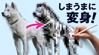 白い犬をシマウマにしてみた。iPadで