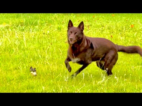 ワンコがダッシュすると極小ヒヨコが驚きの行動に。。