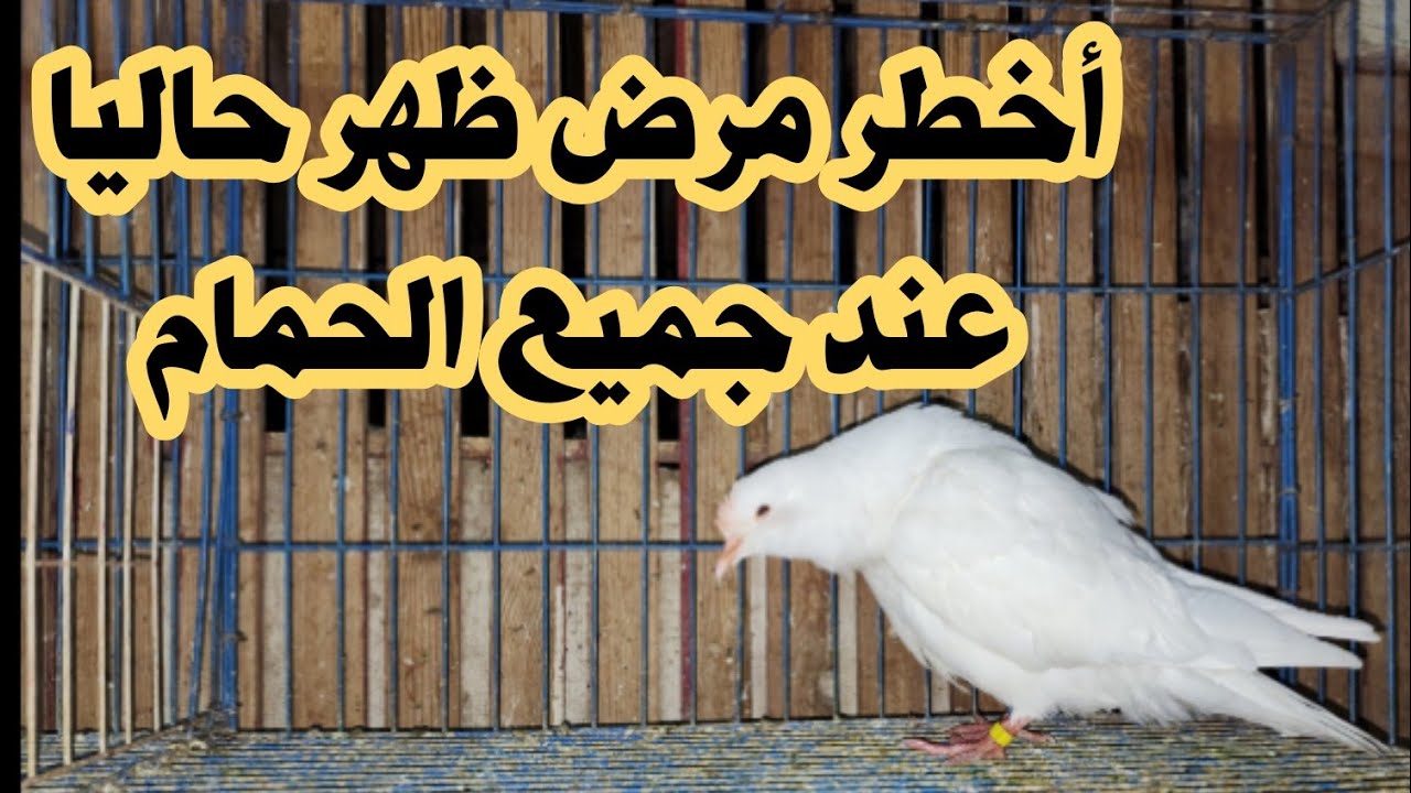 ظهر عندي وهيظهر عندك أنت كمان ربنا يسترها علينا بقي 😭😭