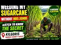 Update On Cane Farming No Weeding But Growing 