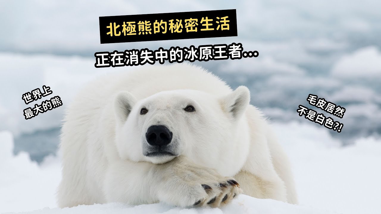 EP114 北極熊🐻‍❄️ 的秘密生活❄️ 毛皮其實不是白色?! 面臨消失危機