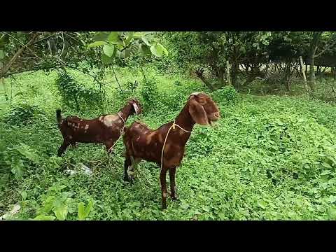 Mondal goat farm new video sirohi fimal goat Phone number 8944984674 