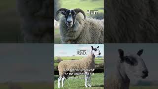 SCOTCH MULE - Sheep Breed #Shorts screenshot 4