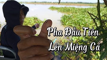 Câu đài tự nhiên đi câu cá rô phi, tổng hợp cá ngày câu nước lên  | Câu cá tự nhiên | Fishing