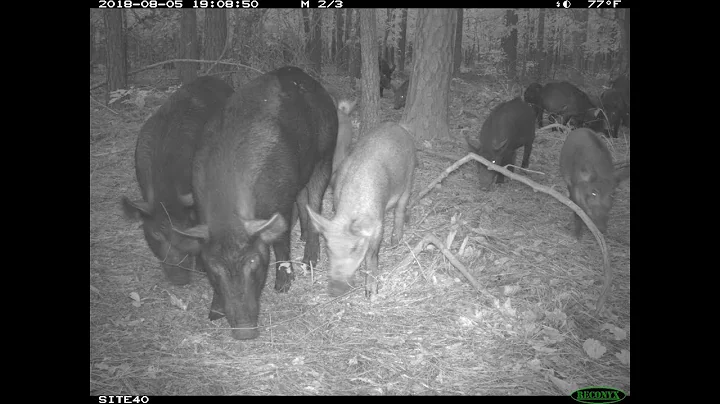 What's Up with 30-50 Feral Hogs, explained