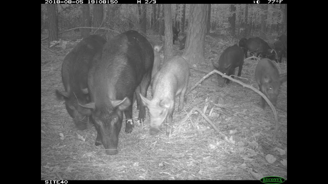 What's Up with 30-50 Feral Hogs, explained