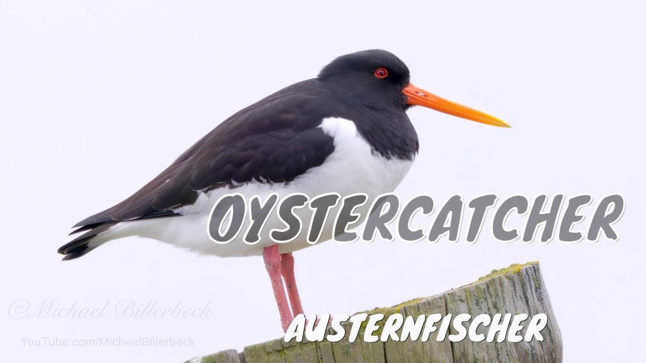 Eurasian Oystercatcher (Haematopus ostralegus) / Austernfischer