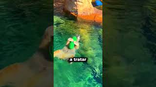 O dia que um urso polar encontrou seu melhor amigo!