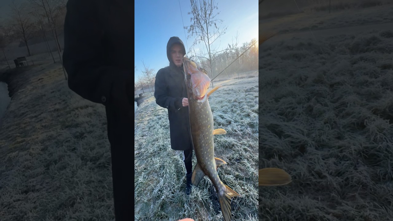Rekordowy PIKE 🐊 