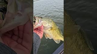 Mega Live and Mega 360 Fishing Rocks With Fish Catch #basstips #humminbird #megalive #mega360