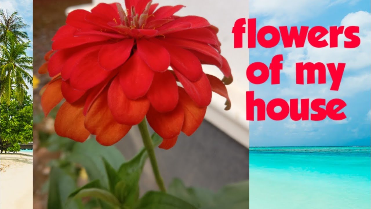 Flowers of my house YouTube